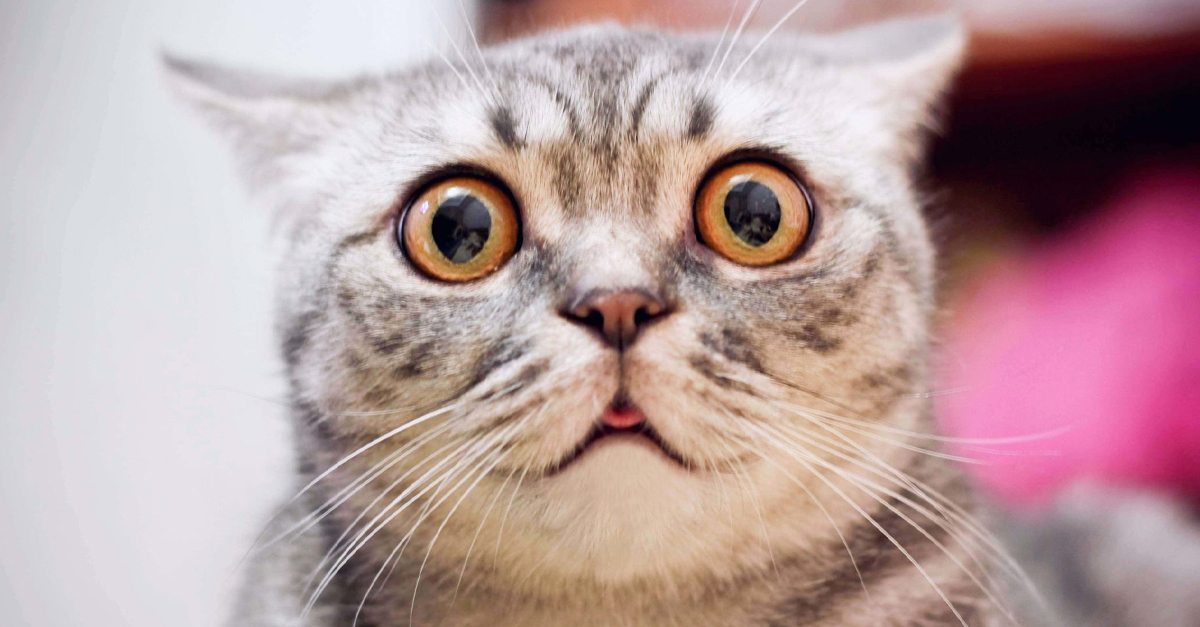 Unbelievable Pets
