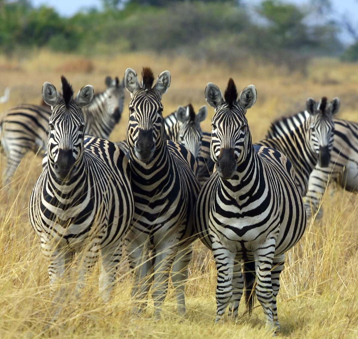 1200px-zebra_botswana_edit-1526606536360.jpg