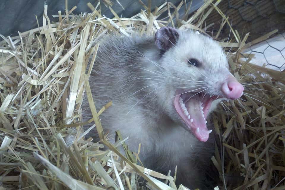 animal-opossum-straw-possum-angry-teeth-nest-fur-309264-1526764735720.jpg