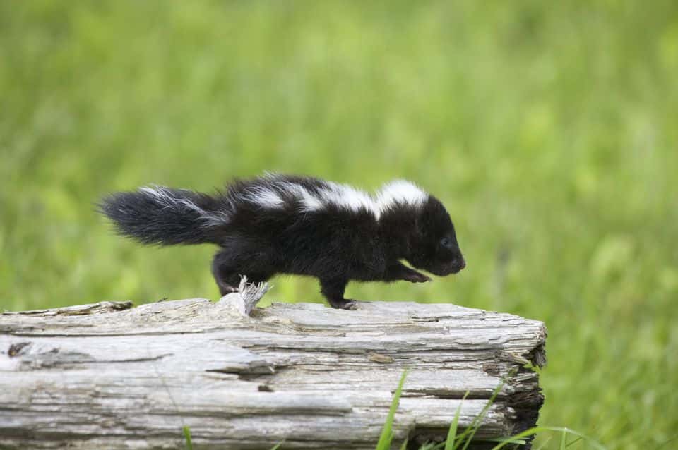 baby-skunk-on-log-520276134-588928af3df78caebcb6ad16-1526980657312.jpg