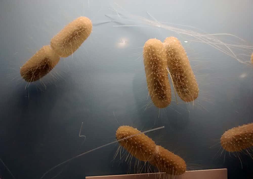 bacteria-1526482442720.jpg