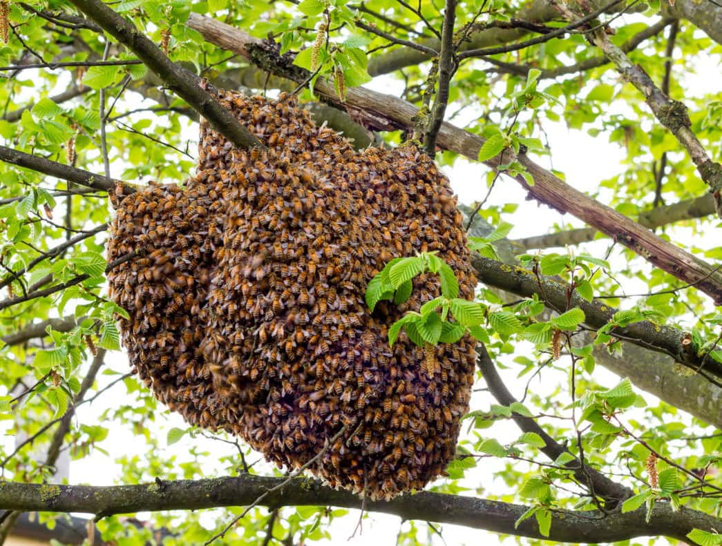 beehive-1527723776255.jpg