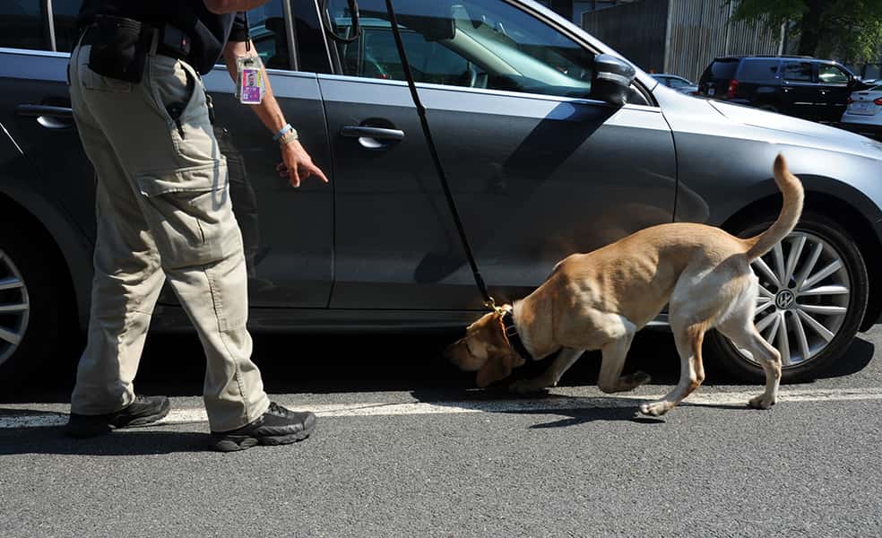 cardog-1527901274207.jpg