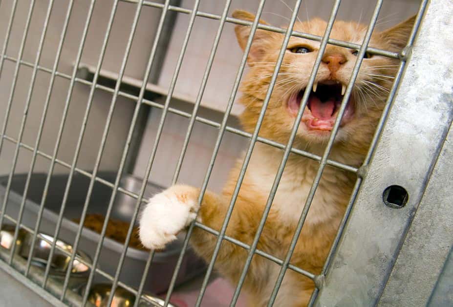 cat-1528693179179.jpg