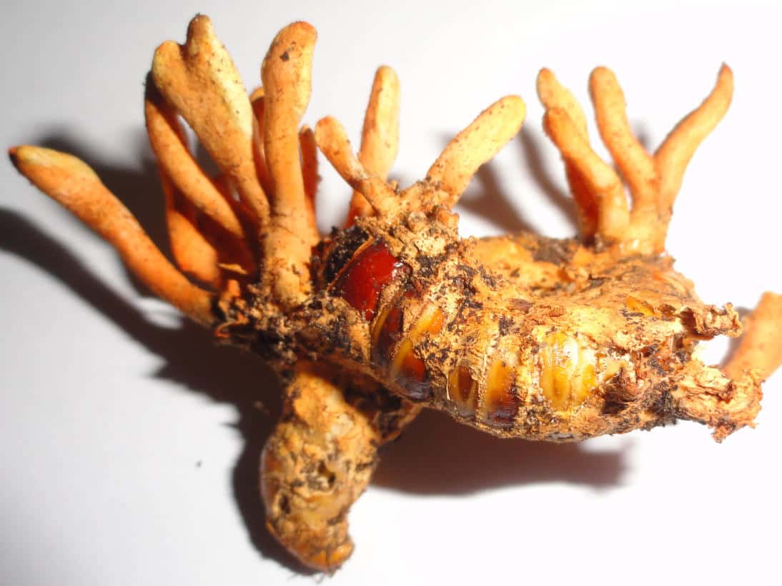 cordyceps-other-8-1526528473655.jpg