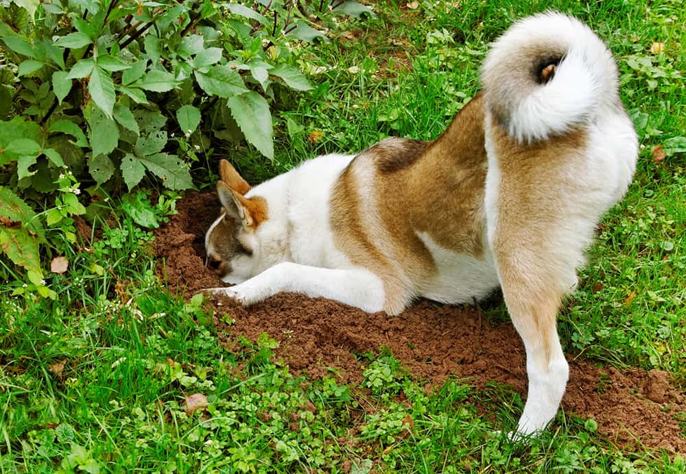 dog-1527803213862.jpg