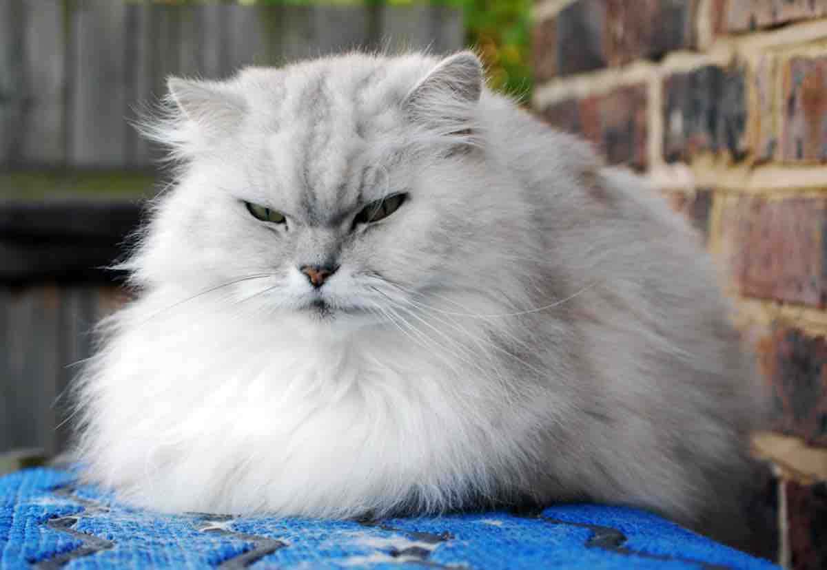 fat-angry-cat-allen-watkin-wikipedia-1526523361827.jpg