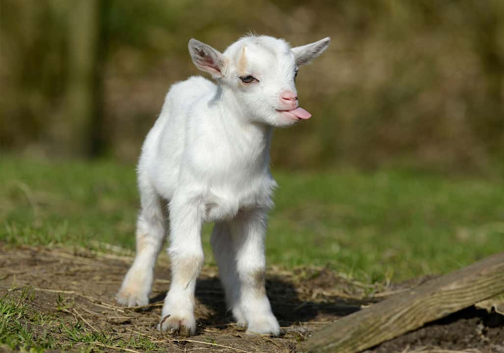 goat-1527822055213.jpg