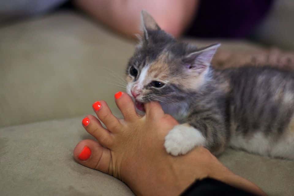 kitten-nibbling-on-orange-painted-toenails-112844835-57d9980c5f9b5865167385-1526522804637.jpg