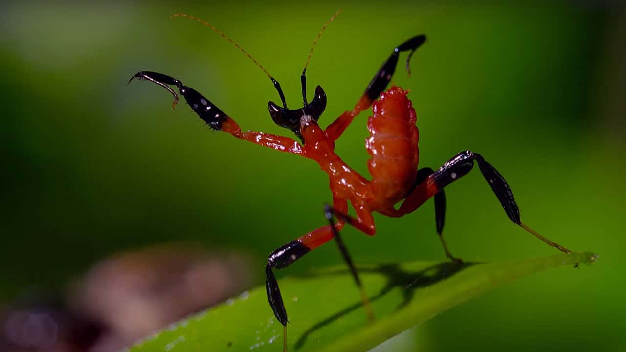mantis-1525969202348.jpg