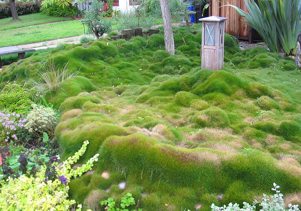 zoysia-grass-1528568733854.jpg