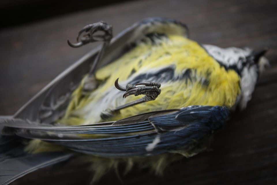 dead-tit-58a6d8143df78c345b5bf97b-1530149721541.jpg