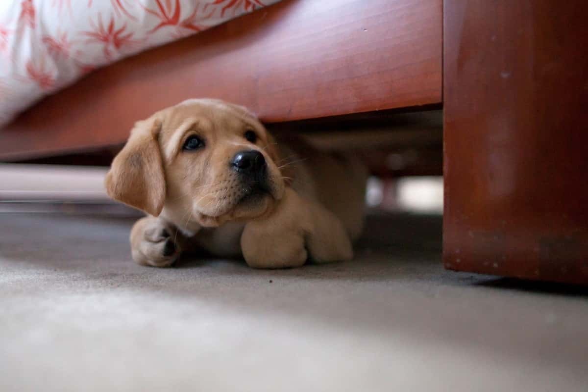 scared-puppy-gettyimages-164154580-577182243df78cb62c967b53-1530149537109.jpg