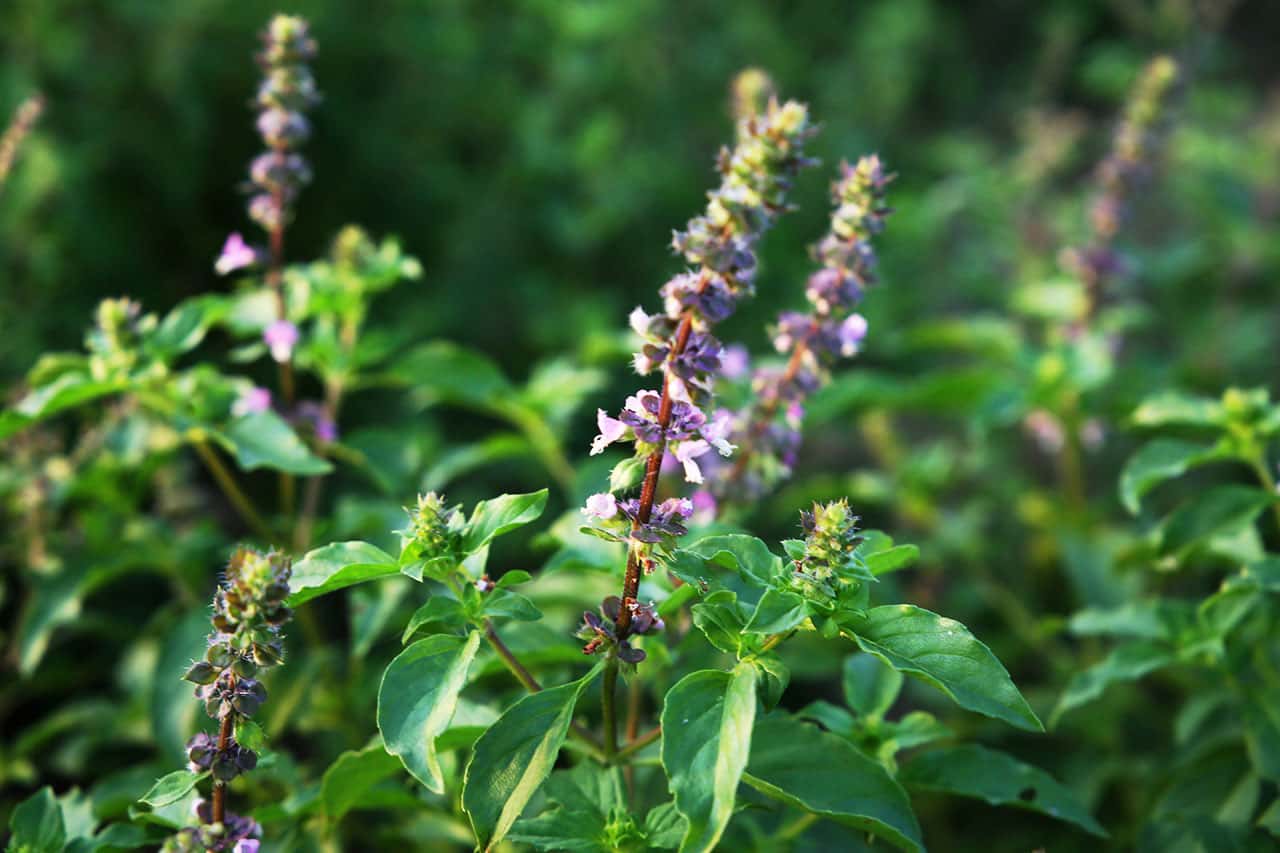 words_plant-1531706661899.jpg