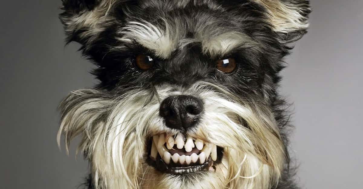 People Share The Most 'Creepily Intelligent' Thing Their Pet Has Ever Done