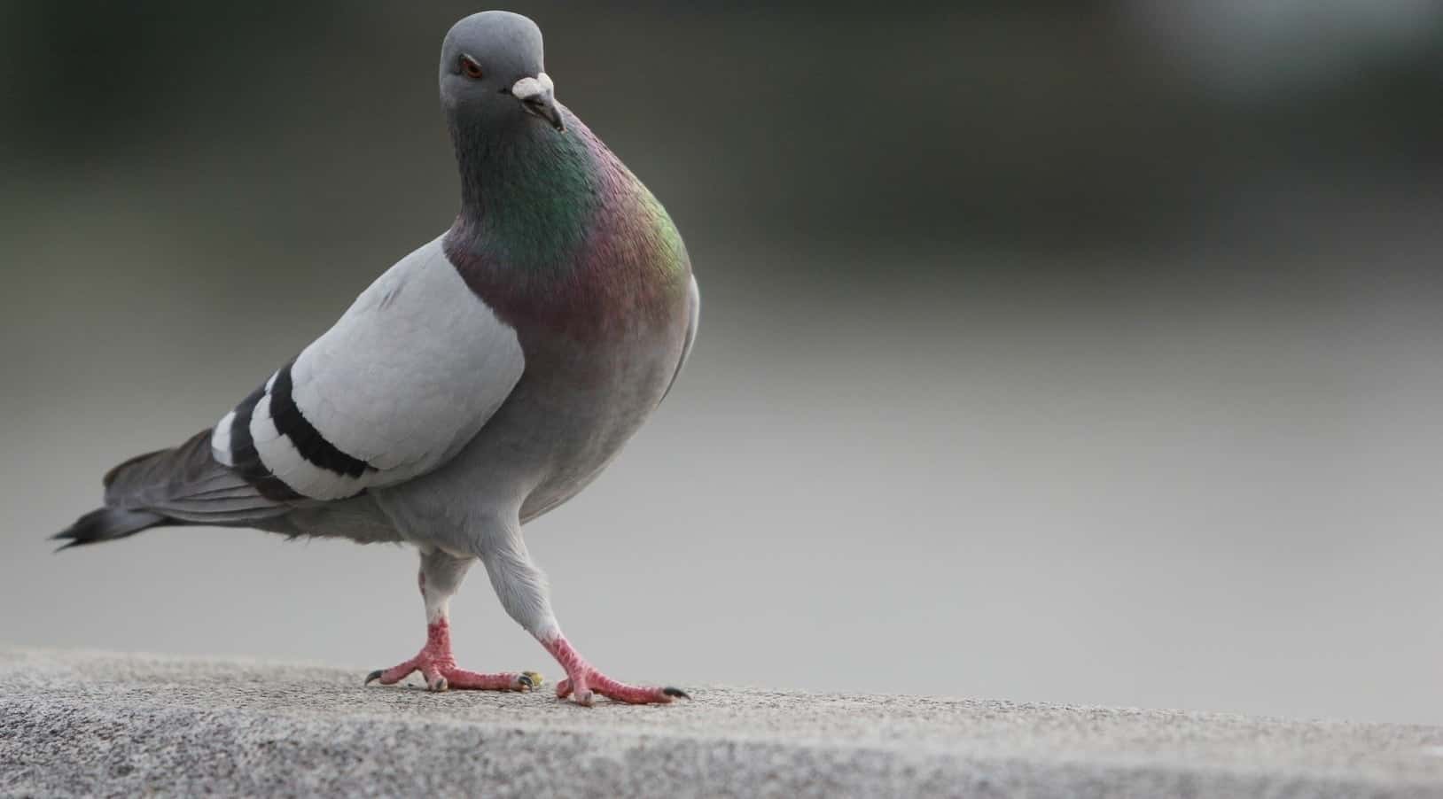 pigeon-main-1531862480178.jpg