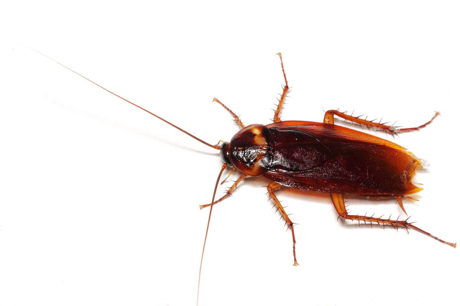 roach-exterminator-nyc-1531863717594.jpg
