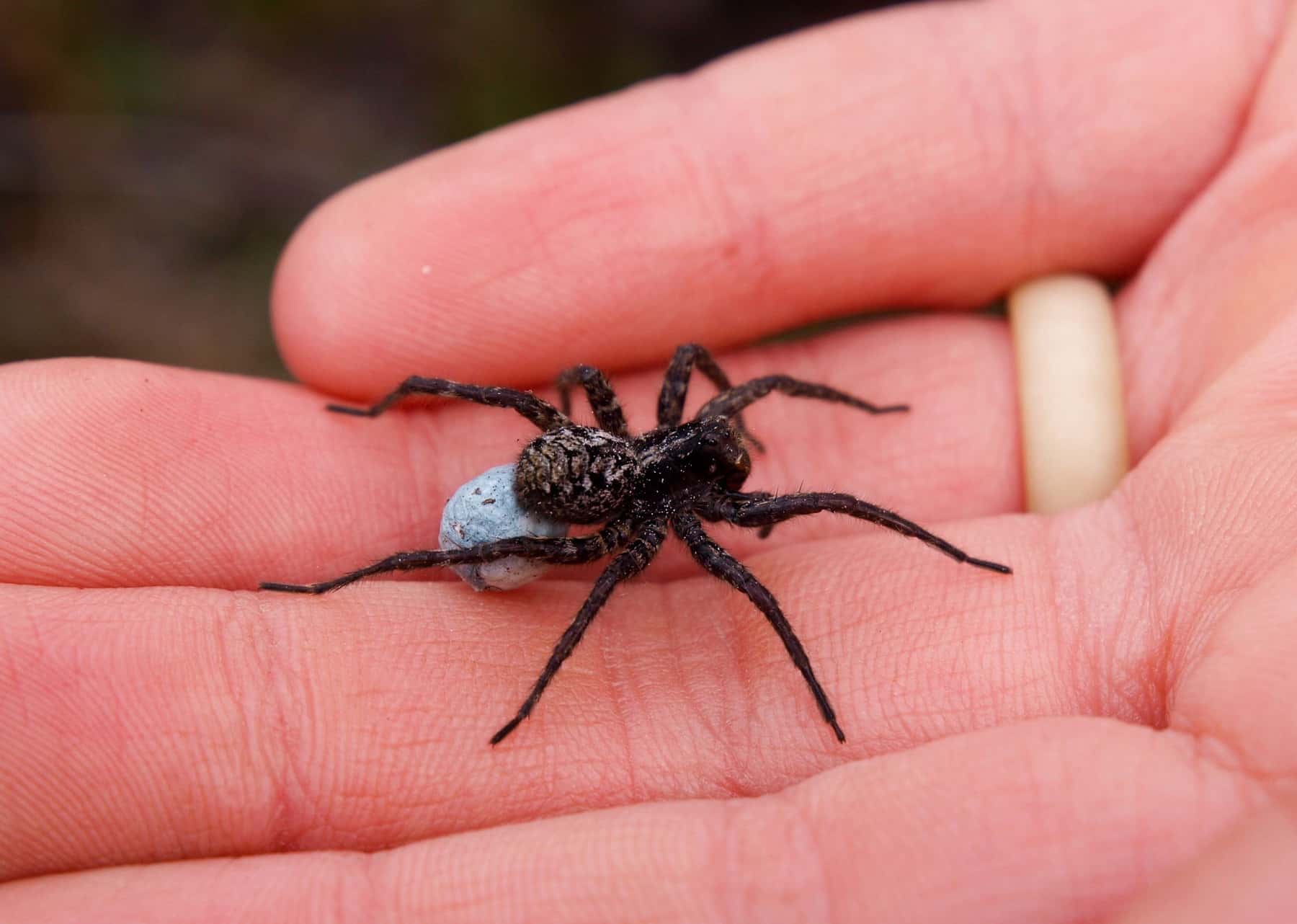 wolf-spider-on-hand-2-1531923162080.jpg
