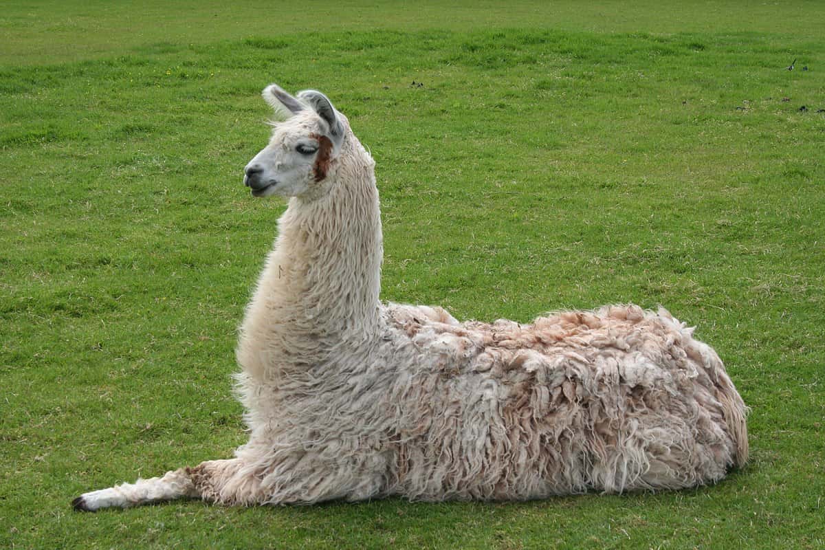 1200px-llama_lying_down-1533241727733.jpg