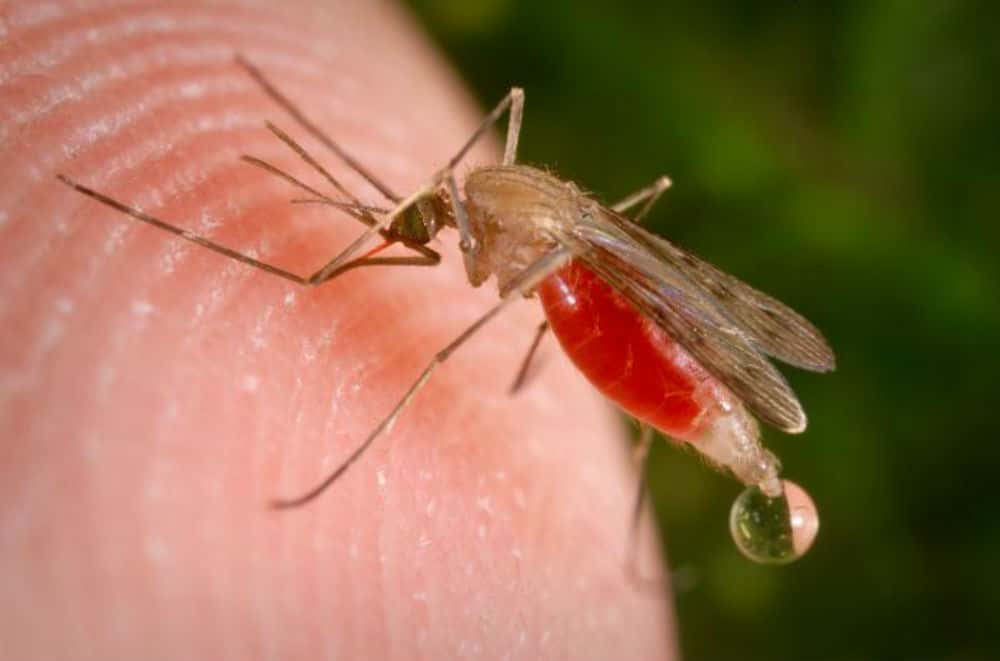 genetics_malaria-1532620659496.jpg
