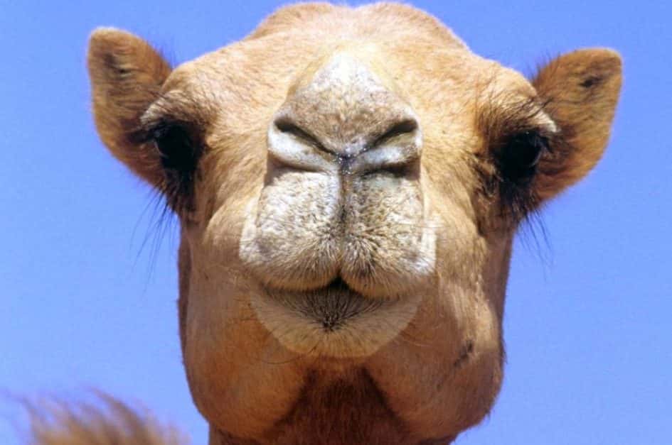 tattoo_camel1-1538000412184.jpg