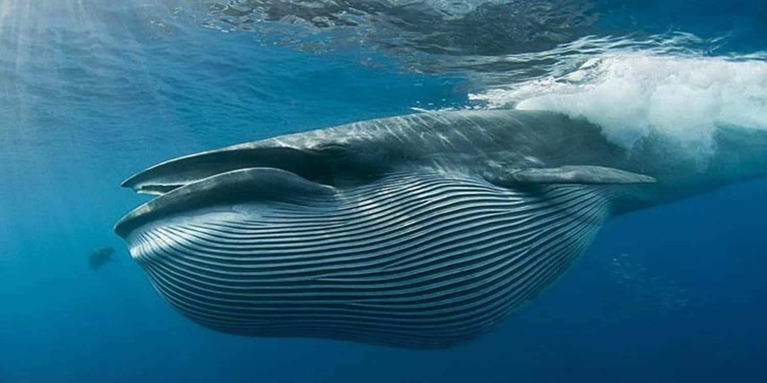 baleen-1538068429908.jpg