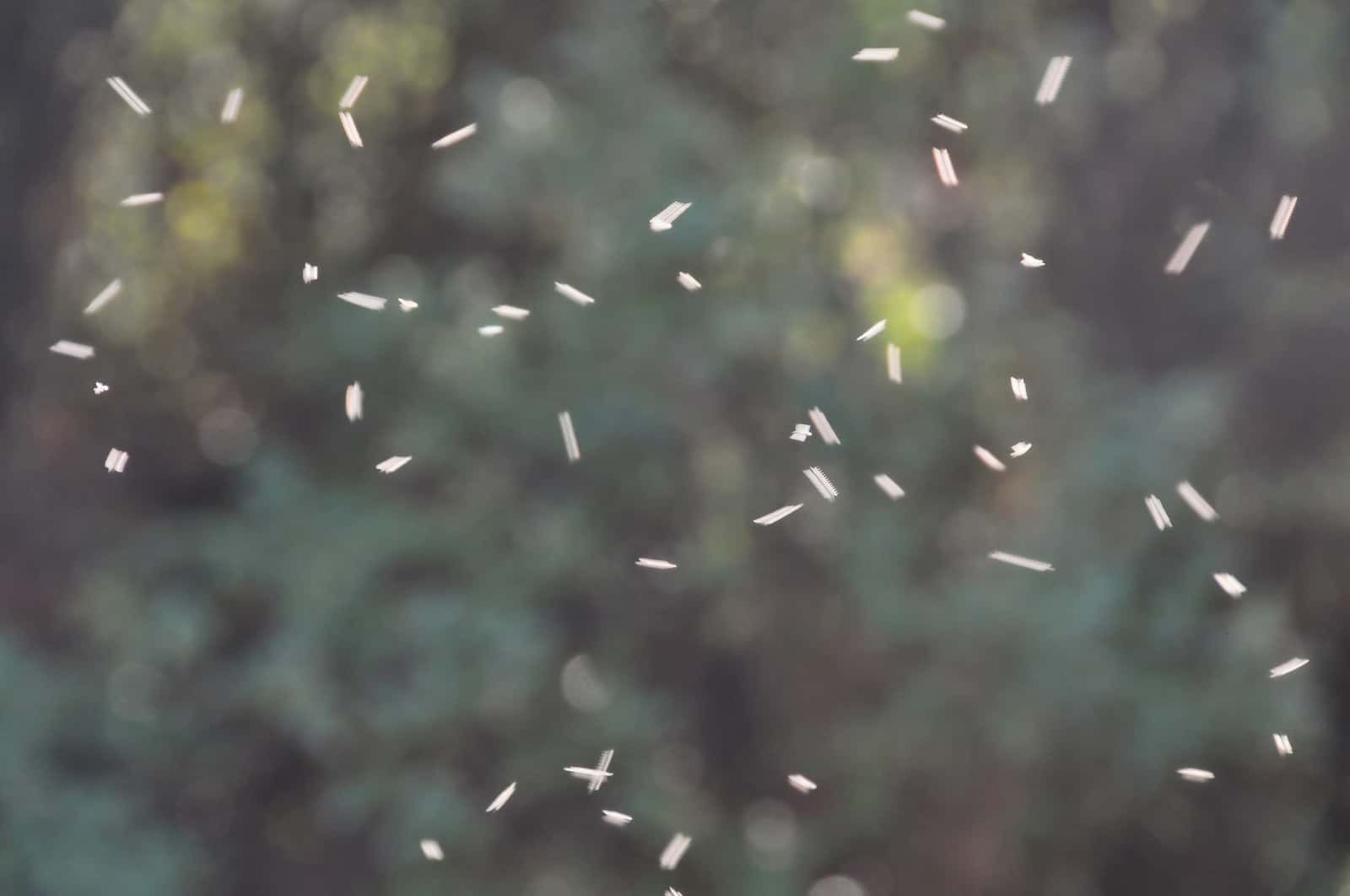 gnats-1538140045584.jpg
