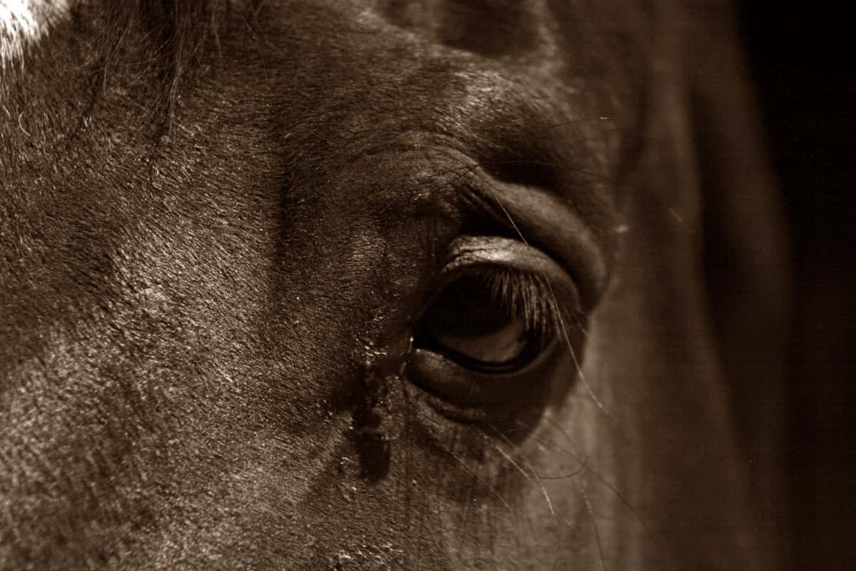horse_horse_eye_section_equus_mammal_pet_sepia_closeness-1346480-1543264538657.jpg