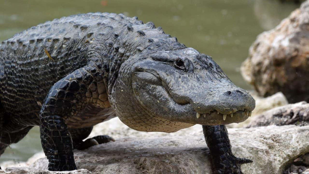 alligator-1280x720-1541809534232.jpg
