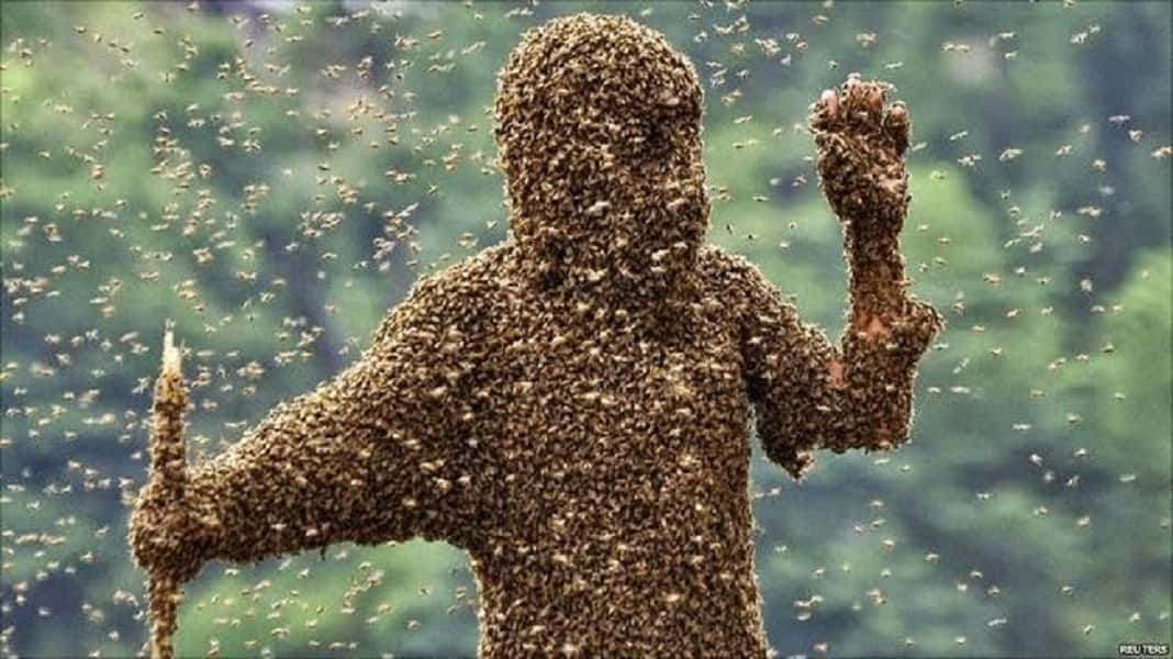 bees-1542033559575.jpg