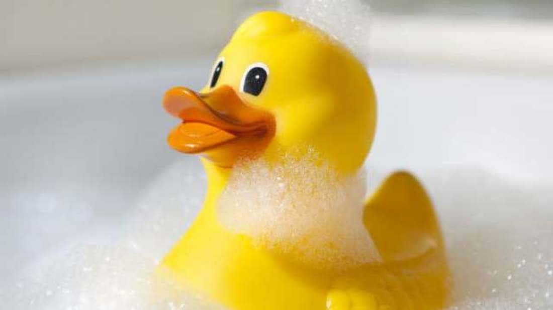 duck-1541811280978.jpg