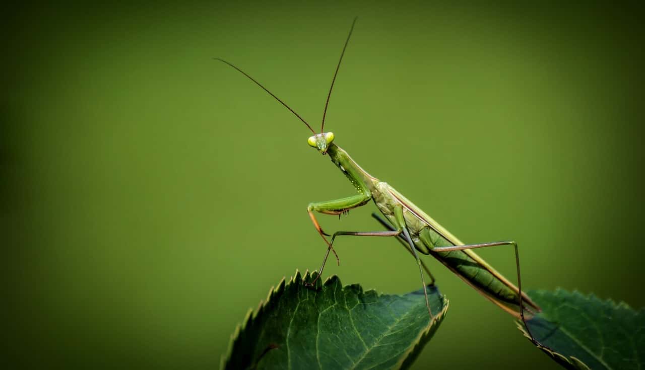 praying-mantis-1170776_1280-1541542815889.jpg