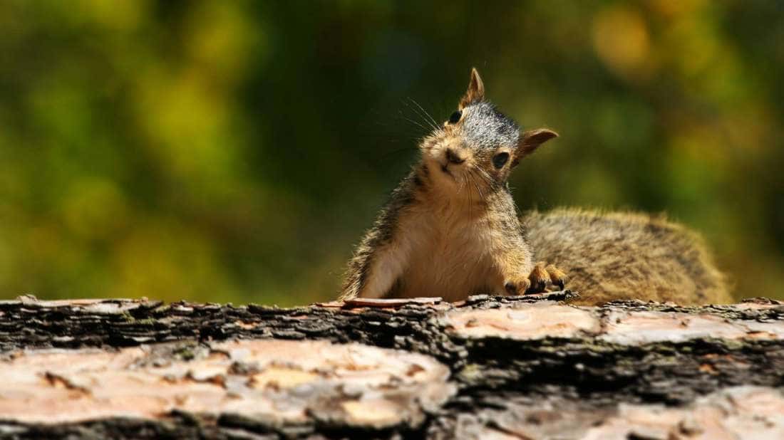 squirrel-1541808046647.jpg