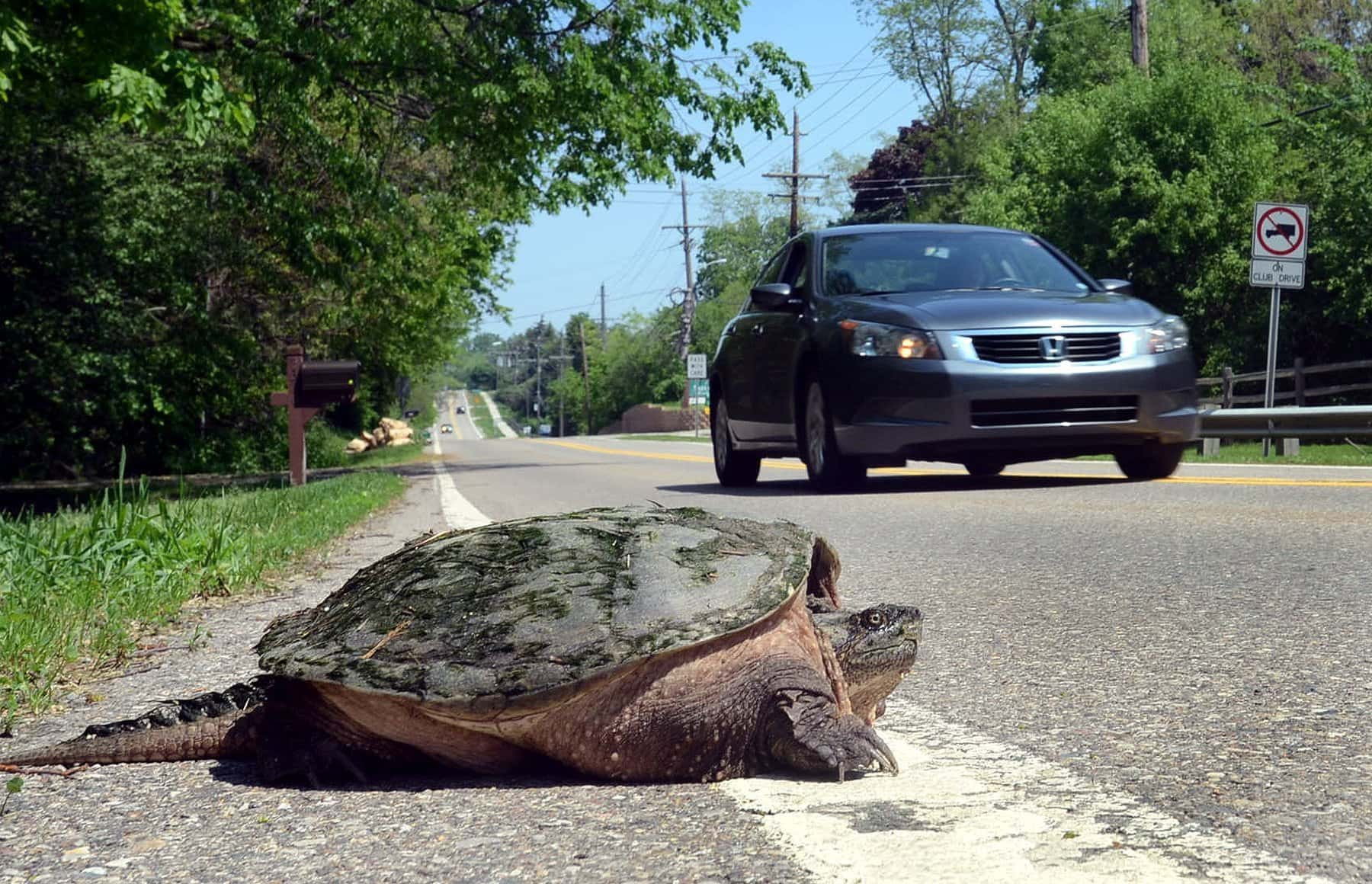 turtle-crossings-c3fb5cfa56f257a0-1534383493599.jpg