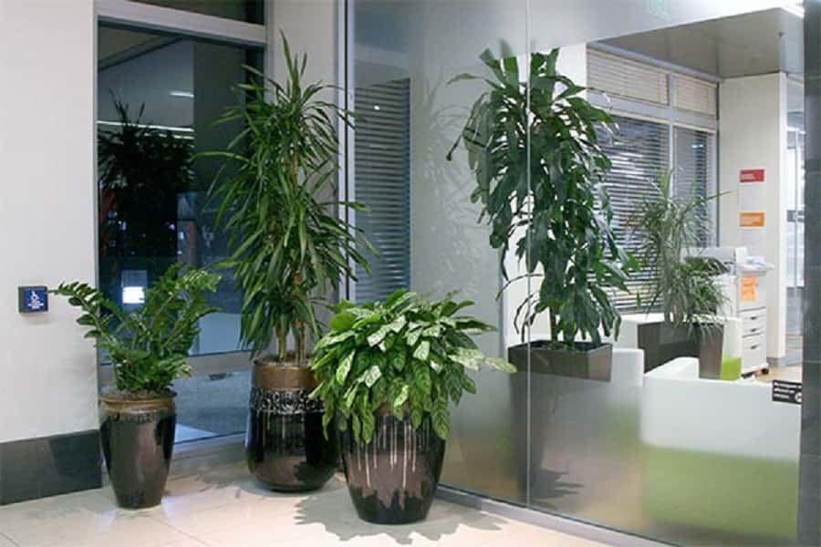office-plantscape-3-1535733026404.jpg