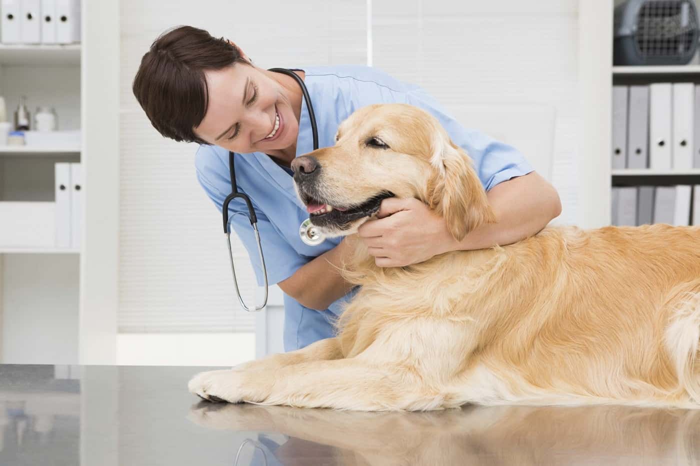 vet-visit-1534306966028.jpg