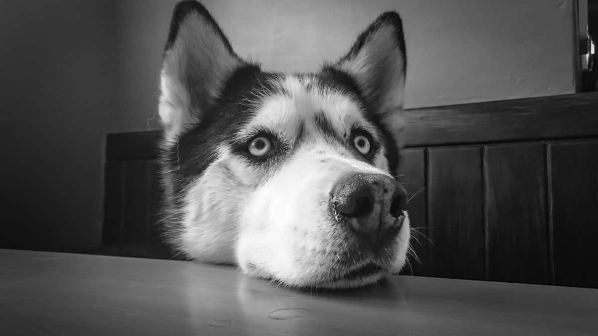 adorable-animal-black-and-white-220974-1549402141260.jpg