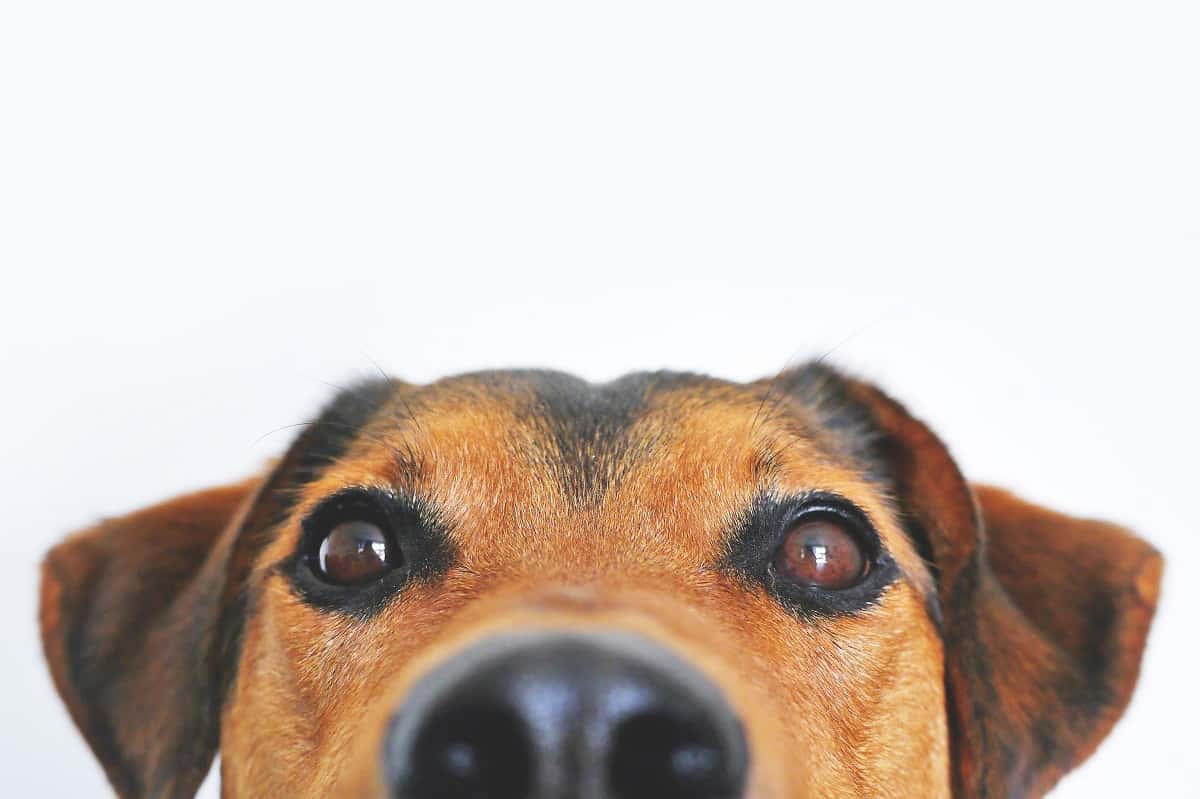 adorable-animal-blur-406014-1549403048790.jpg