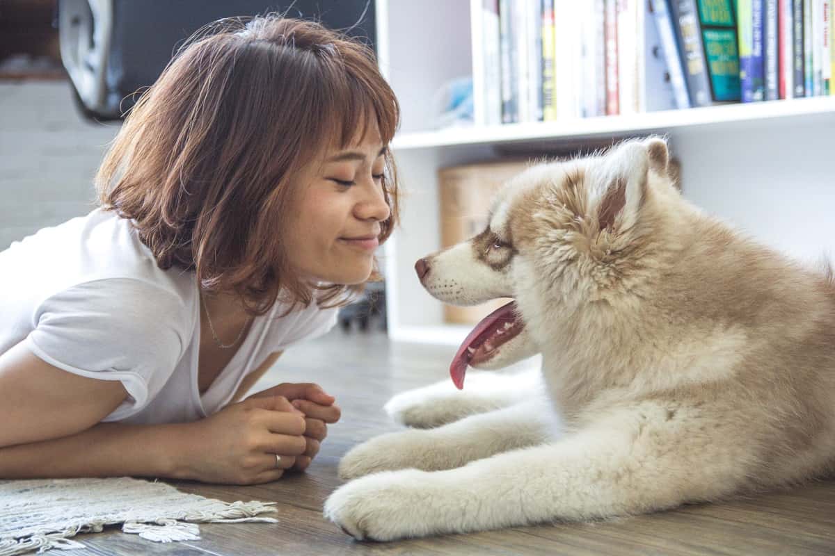 animal-dog-feelings-40064-1549404724321.jpg