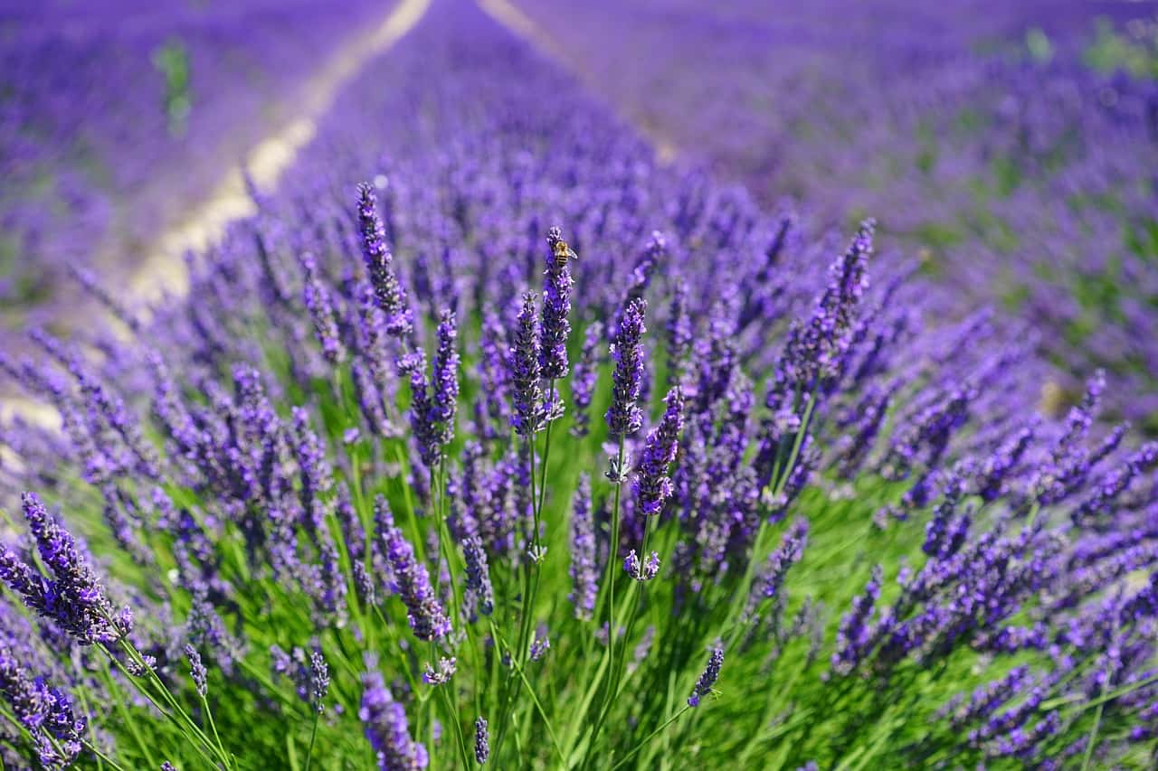 lavender-field-1595587_1280-1547076402430.jpg