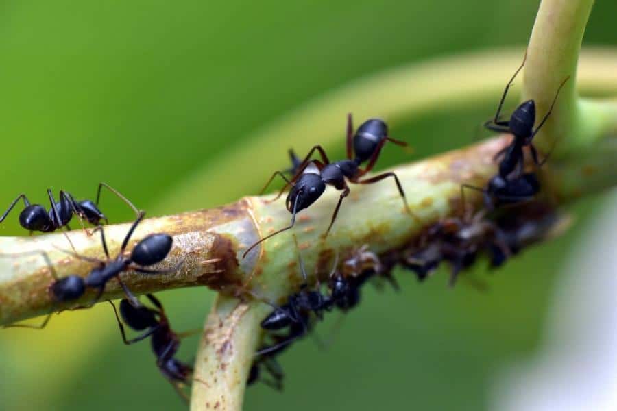 black-ant-3667014_1280-1554240696720.medium.jpg
