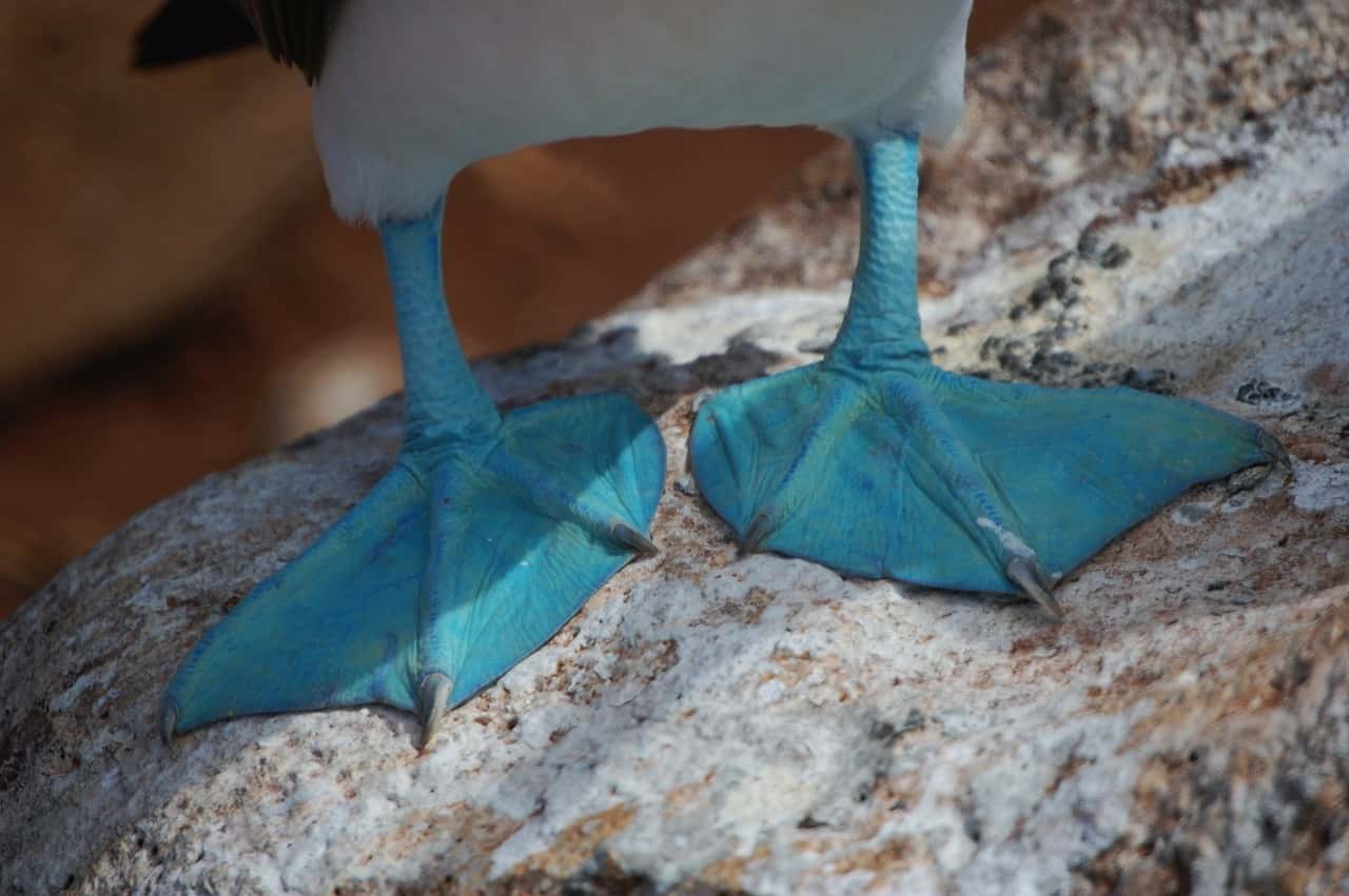blue-footed-boobie-79839_1280-1554239696901.jpg