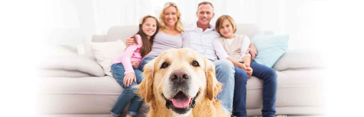 The 10 Best Dogs For Starting A Family With