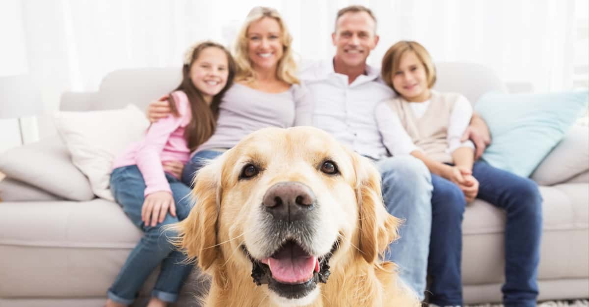 The 10 Best Dogs For Starting A Family With