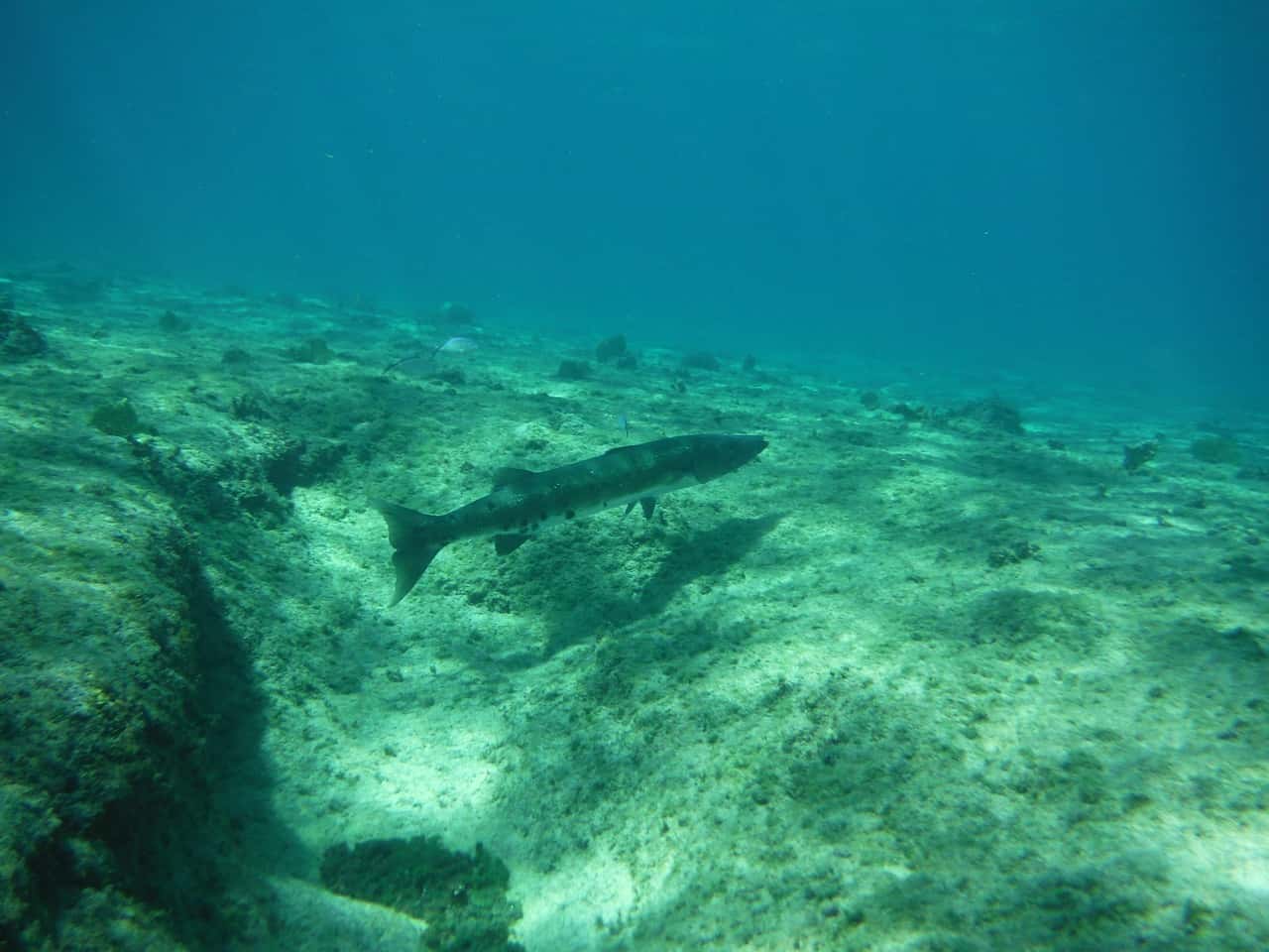 barracuda-626520_1280-1559758229140.jpg
