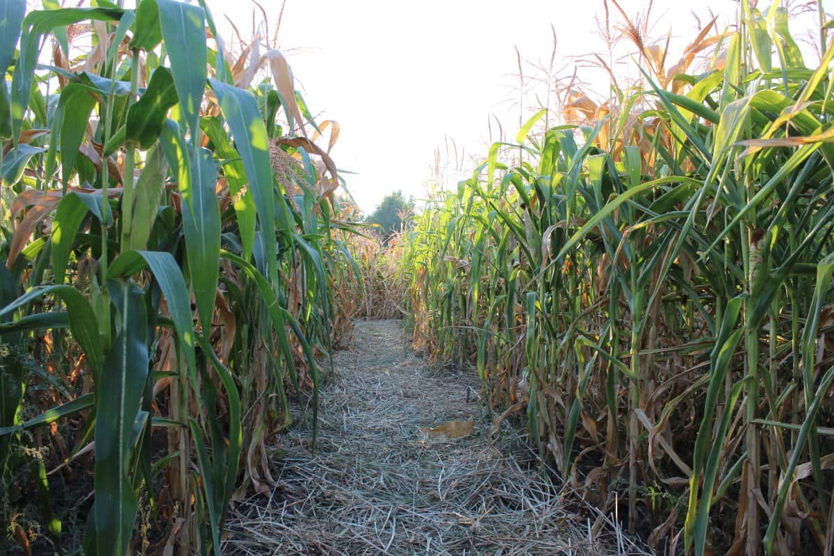 cornmaze-1542822512191.jpg