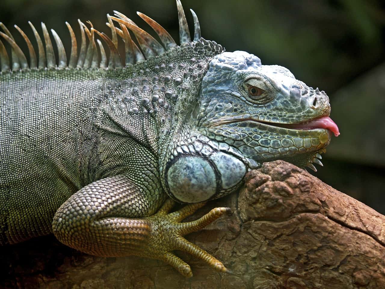 iguana-50198_1280-1559756394724.jpg