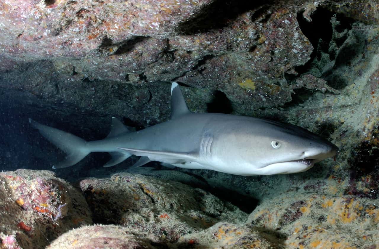 whitetip-reef-shark-586362_1280-1559757568590.jpg