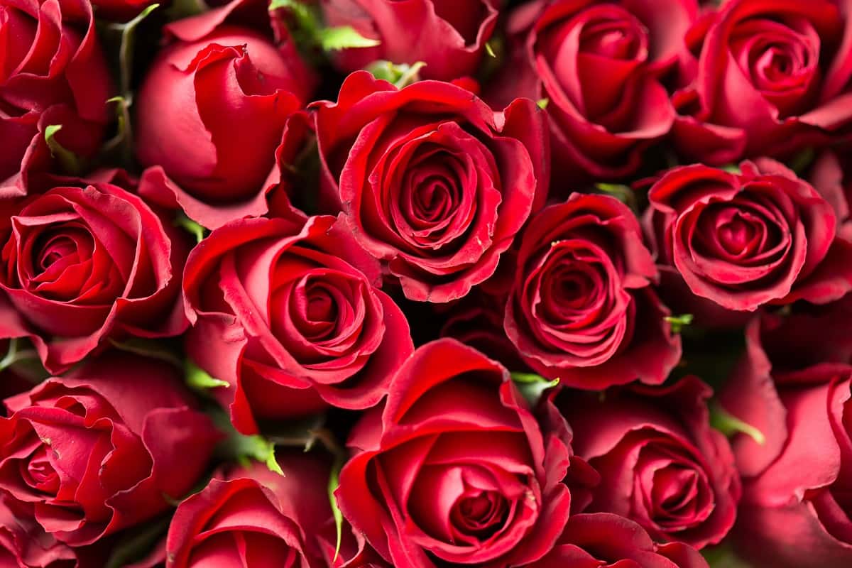 anniversary-bloom-blooming-196664-1562088560501.jpg