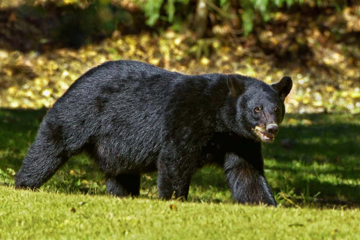 black_bear_bear_louisiana_louisiana_black_bear_black_animal_wildlife_fur-69-1558599303827.jpg